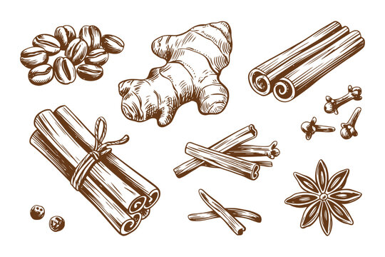 Hand drawn brown spices and herbs collection including ginger cloves cinnamon and star anise