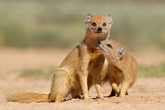 A yellow mongoose (Cynictus penicillata) with young in natural habitat, Kalahari desert, South Africa