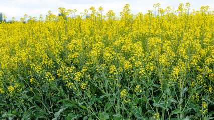 Obraz premium yellow rapeseed field