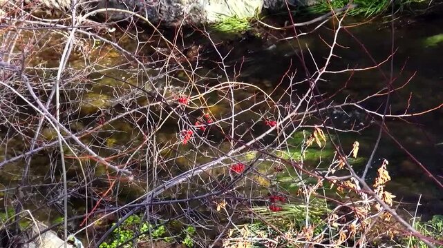  Intricate web of dry winter branches and tangled twigs, showing the skeletal beauty of dormant plants during the cold season, offering a textured and organic look for nature cinematography. 