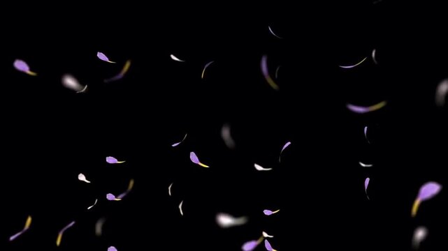 Animated pink flower petals falling on a black background.