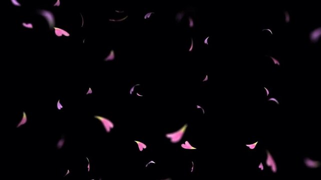 Animated pink flower petals falling on a black background.