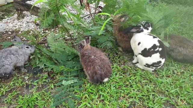 Group of Rabbits Eating Leucaena Leaves Together in Natural Setting