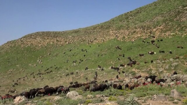  Herd of dark animals scattered across green hillside grazing freely in open pasture. Natural rural farming landscape with livestock feeding across sloping terrain under clear daylight sky. 