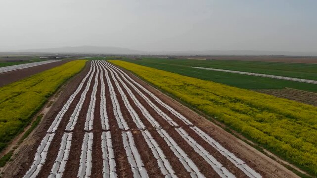   Symmetrical crop rows stretch across farmland with green growth between soil lines, a strong agriculture pattern ideal for food production, rural economy, and land use concepts in 4K. 