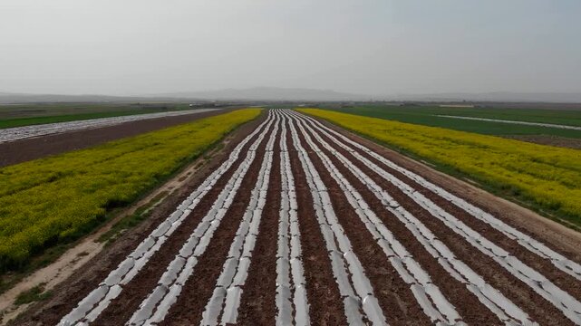   Long parallel rows of cultivated farmland lead to a misty horizon, emphasizing agricultural scale, planting patterns, and rural landscapes for food and sustainability themes in 4K. 