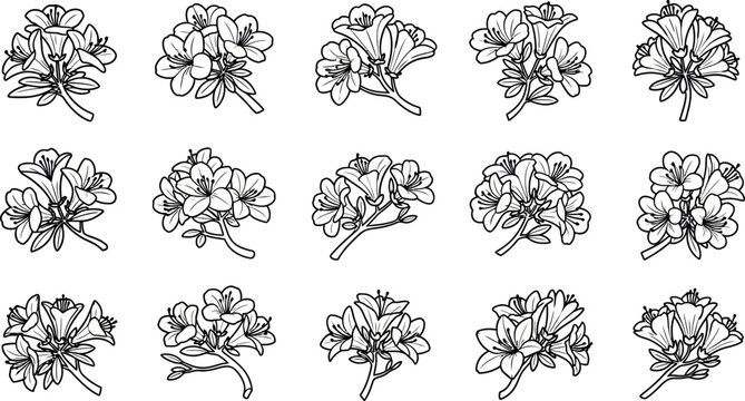 Collection of black and white line of azalea flower clusters floral botanical line black and white