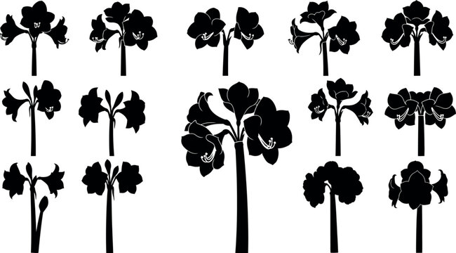 Collection of black silhouette amaryllis flowers and buds on white background