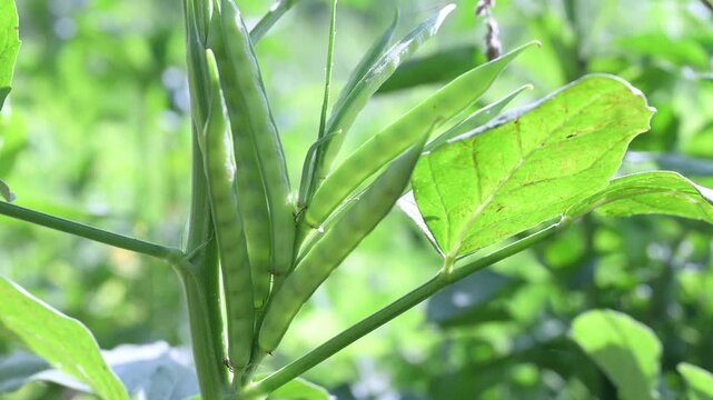 Fresh green Cluster Beans or Guar Phali growing on a plant in the field. cyamopsis tetragonoloba