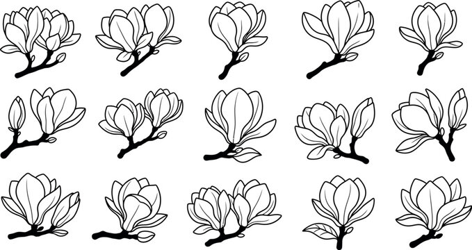 Black and white magnolia flowers, 12 of blooming magnolias on white background, flora