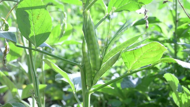 Fresh green Cluster Beans or Guar Phali growing on a plant in the field. cyamopsis tetragonoloba