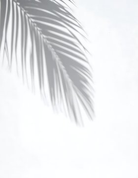 Palm leaf on white background texture.