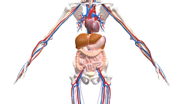 Isolated Front View of Human Half Body Anatomy Highlighting Cardiovascular System and Bowels.