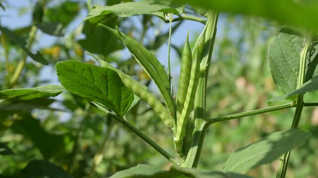 Fresh green Cluster Beans or Guar Phali growing on a plant in the field. cyamopsis tetragonoloba