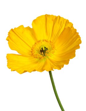 Vibrant Yellow Flower on Green Stem.