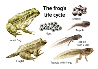 Frog life cycle educational poster template. Original Hand-drawn watercolor illustration isolated on white background © dariaustiugova