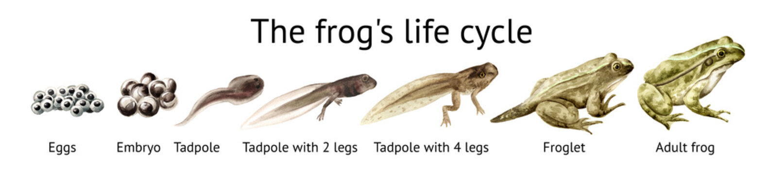 Frog life cycle educational poster template. Original Hand drawn watercolor illustration isolated on white background