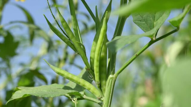 Fresh green Cluster Beans or Guar Phali growing on a plant in the field. cyamopsis tetragonoloba