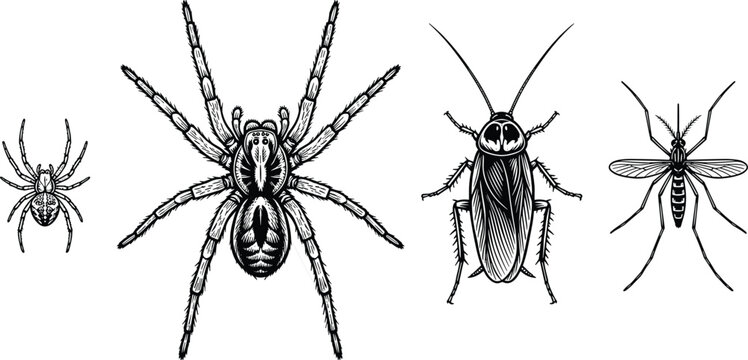 Black and white vector set of insects and spiders including tarantula cockroach mosquito detailed illustration collection