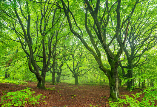 Old gnarly beech trees in green forest