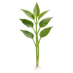 Obraz premium A vibrant green seedling with delicate roots, showcasing the beauty of new growth and nature's potential