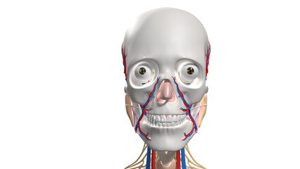 Fototapeta premium Isolated 3D Anatomical Model of Human Head Showing Intact Skull, Teeth, and Vascular System.