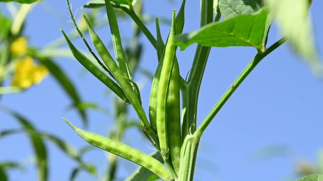 Fresh green Cluster Beans or Guar Phali growing on a plant in the field. cyamopsis tetragonoloba