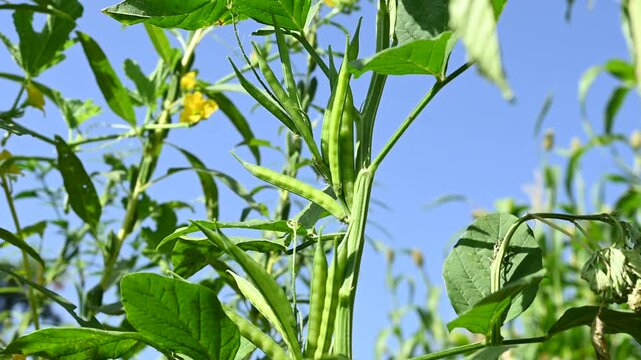 Fresh green Cluster Beans or Guar Phali growing on a plant in the field. cyamopsis tetragonoloba