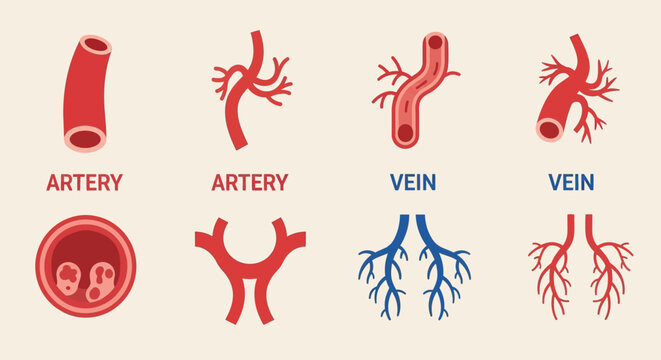 Medical illustration of human blood vessels arteries and veins