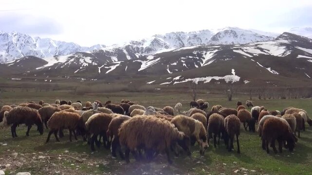  Herd of sheep grazing across a green valley beneath snow covered mountains. Peaceful pastoral farming landscape showing livestock feeding on fresh grass in a remote highland environment. 
