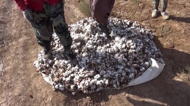   Agricultural workers stand on a massive pile of harvested cotton bolls to compress them for transport, showing the manual labor and traditional methods used in the regional cotton industry. 