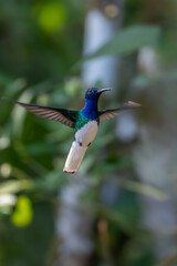 Obraz premium Florisuga mellivora White-necked jacobin Kolibřík bělokrký, Best Humminbird from Ecuador in the flight, wildlife from tropic jungle. Wildlife scene from nature. Hummingbird with flower, in flight.