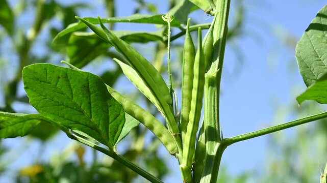 Fresh green Cluster Beans or Guar Phali growing on a plant in the field. cyamopsis tetragonoloba