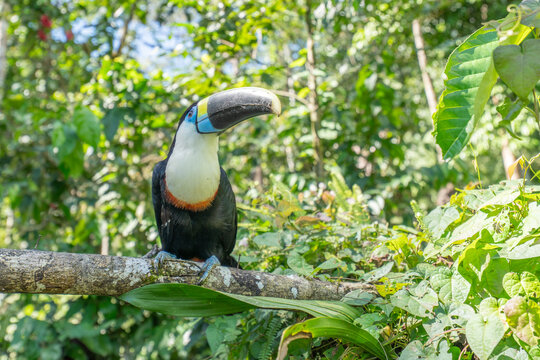 White-throated Toucan (Ramphastos tucanus) Perched on a Tree: A Near-passerine Bird in Ramphastidae Family