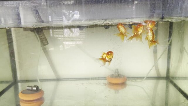Group of Oranda Goldfish swimming in a freshwater aquarium tank with air stone bubbler