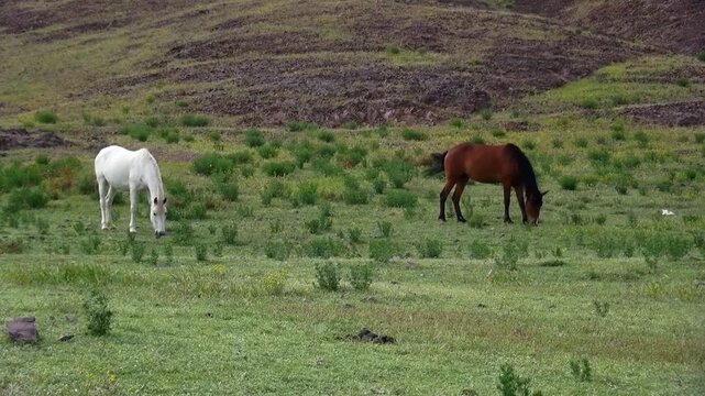  Brown horse grazing calmly in a wide green pasture surrounded by natural hills and open countryside. Peaceful rural wildlife scene with livestock feeding freely in a quiet natural landscape. 