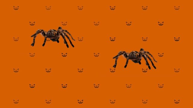halloween spider vector illustration