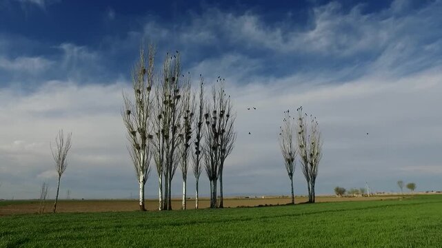  Tall slender poplar trees in agricultural field under dramatic cloudy sky, emphasizing rural landscape simplicity, open horizon and quiet natural scenery. 