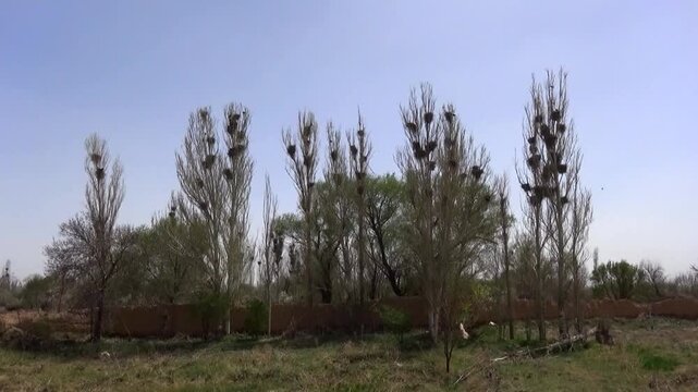  Poplar trees with scattered branches and a mix of green and bare foliage in a rural field under a soft sky, depicting the changing seasons and a tranquil countryside environment. 