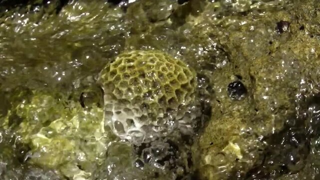  Close view of marine coral with honeycomb texture underwater. Natural sea life structure shows detailed pattern and aquatic environment in clear water. 