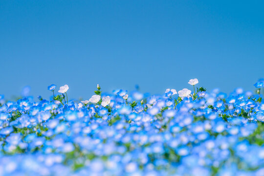 ネモフィラ Images – Browse 16,191 Stock Photos, Vectors, and Video