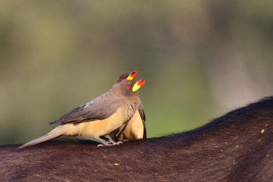 Gelbschnabel-Madenhacker / Yellow-billed oxpecker / Buphagus africanus