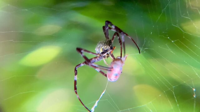 Argiope Spider Rapidly Wrapping Prey with Silk Using Spinnerets on a Web in Nature Habitat, Macro Close-up