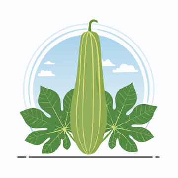 Illustration of a Luffa Gourd with Leaves and Sky