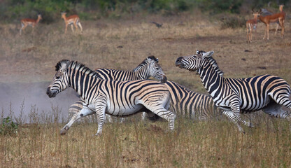 Obraz premium Steppenzebra / Burchell's zebra / Equus quagga burchellii