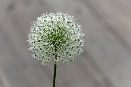 Closeup of a giant white allium flower