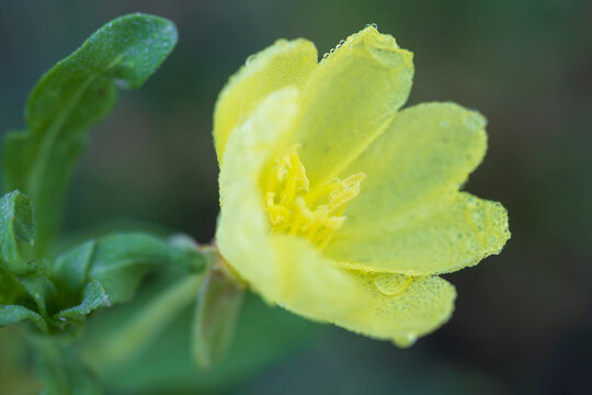 cutleaf evening primrose