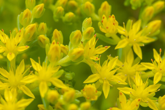 Mexican stonecrop