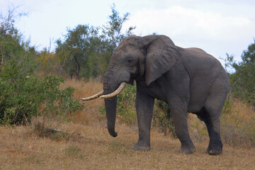 Fototapeta premium Afrikanischer Elefant / African elephant / Loxodonta africana