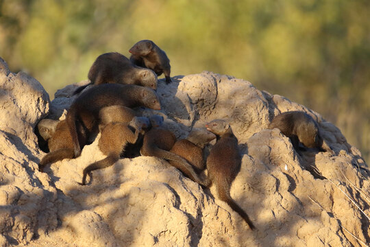 S&uuml;dliche Zwergmanguste auf Termitenh&uuml;gel / Dwarf mongoose at Termit's nest / Helogale parvula